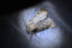 Declana floccosa
