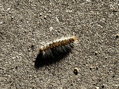 Thaumetopoea pityocampa