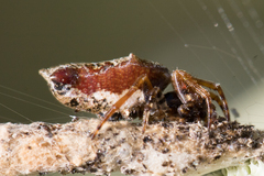 Cyclosa