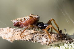 Cyclosa