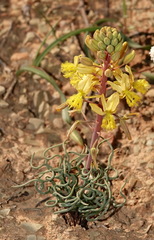 Bulbine torta