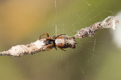 Cyclosa