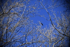 Haliaeetus leucocephalus
