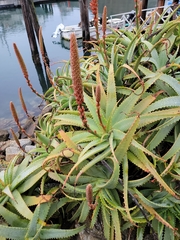 Aloe arborescens