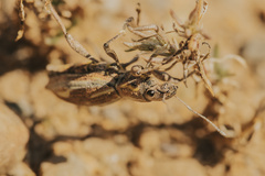 Naupactus xanthographus
