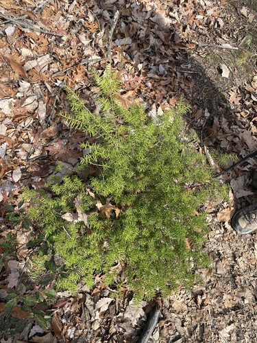 Carolina hemlock (Tsuga caroliniana)