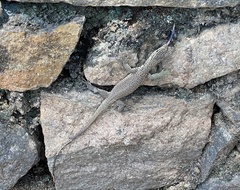 Varanus bengalensis