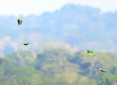 Brotogeris cyanoptera