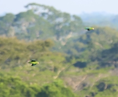 Brotogeris cyanoptera