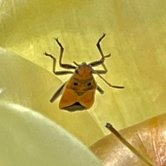 Graptostethus servus