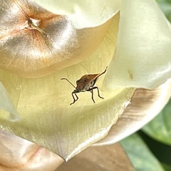 Graptostethus servus