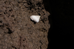 Cenchritis muricatus