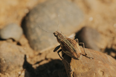 Naupactus xanthographus