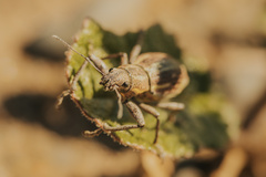 Naupactus xanthographus
