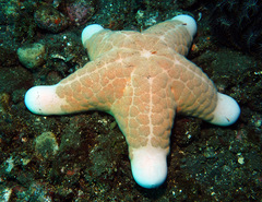 Choriaster granulatus