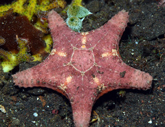 Choriaster granulatus