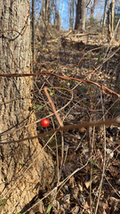 Celastrus orbiculatus