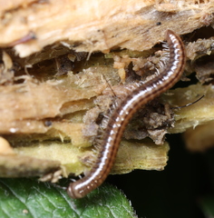 Brachyiulus pusillus