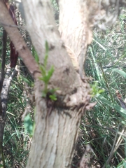 Acanthostyles buniifolius