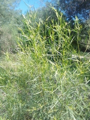 Acanthostyles buniifolius