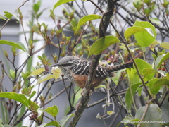 Campylorhynchus zonatus