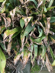 Epiphryne verriculata