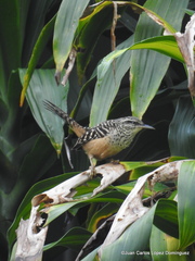 Campylorhynchus zonatus