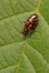 Chrysomeloidea