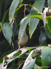 Campylorhynchus zonatus