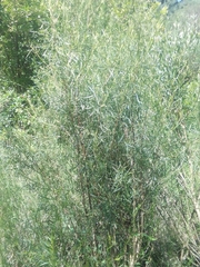 Acanthostyles buniifolius