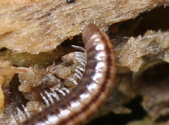 Brachyiulus pusillus