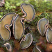 Colpoma quercinum - Photo (c) Filip Fuljer,  זכויות יוצרים חלקיות (CC BY-NC), הועלה על ידי Filip Fuljer
