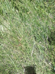 Verbena montevidensis