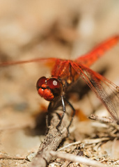 Erythrodiplax corallina