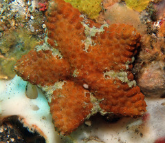 Culcita novaeguineae