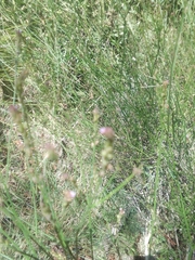 Verbena montevidensis