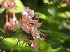 Rhododendron prinophyllum