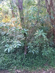 Melicytus ramiflorus ramiflorus