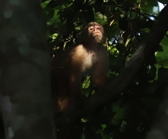 Cebus cuscinus