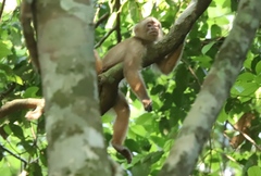 Cebus cuscinus