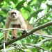 Shock-headed Capuchin - Photo (c) Luca Boscain, some rights reserved (CC BY-NC), uploaded by Luca Boscain