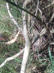 Verbena montevidensis