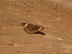 Junonia zonalis