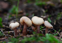 Cudonia circinans