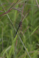 Somatochlora linearis