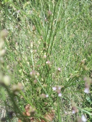 Verbena montevidensis