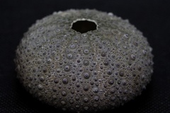 Heliocidaris crassispina