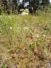 Perideridia gairdneri