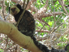 Callithrix geoffroyi