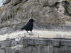 Corvus corone